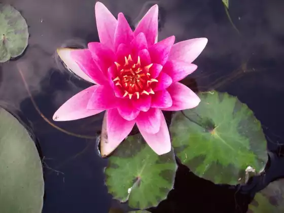 The Empaths Dilemma