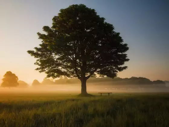 Distant Healing for Your Ancestorial Lineage for 33 mins