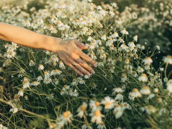 Remote Reiki Healing for 33 Minutes