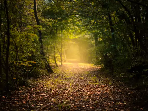Shamanism 101- The Shamanic Journey
