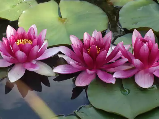 Water Element Yin Yoga - Slow Healing Yoga για όλους