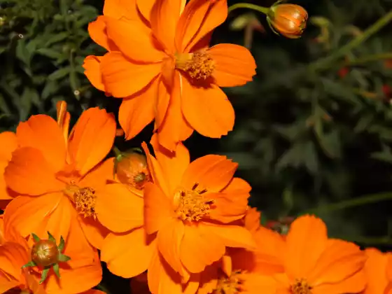 #8-Orange Sacral Chakra