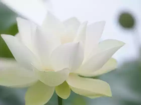 Távoli Reiki gyógyítás 33 percig