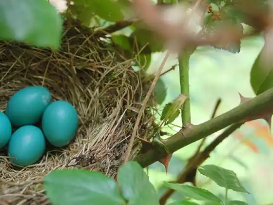Cerimonia dell'Equinozio di Primavera - Nuovi inizi