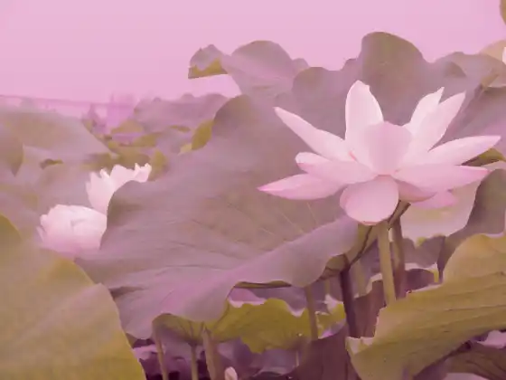 Remote Reiki Healing for 33 Minutes
