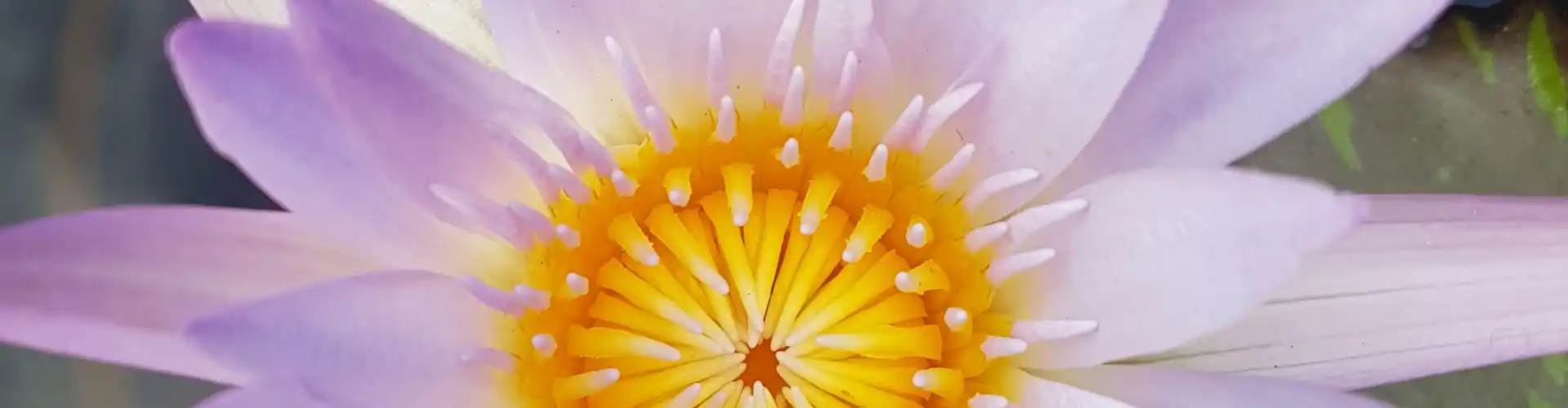 The Chakra Journey Class Twelve ~ Your Trust Chakra - Online Class by Megan Edge