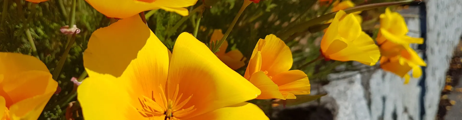 Ang Chakra Journey Class Four ~ Ang iyong Sacral Chakra - Online Class by Megan Edge