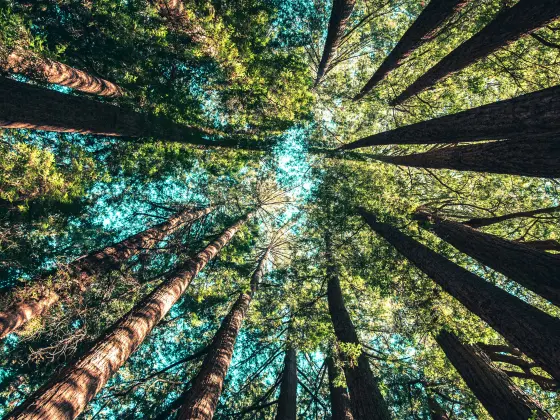 Gaia's Embrace - Energy Healing